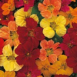 Nasturtium Tom Thumb Mix