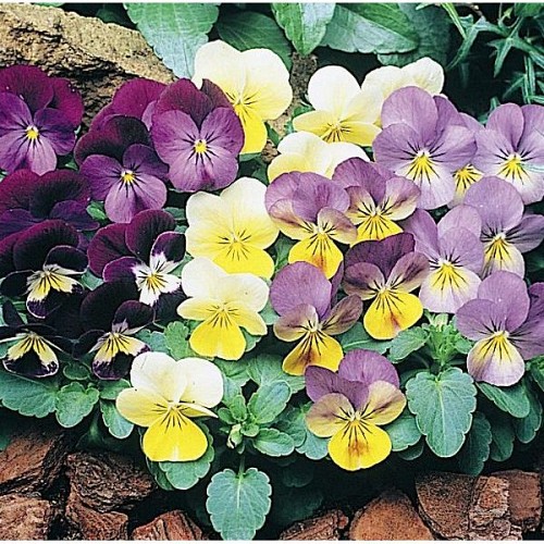 Viola - Viola Sorbet Mix F1 - 2500 σπόροι