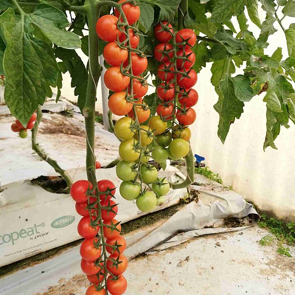 Σπόροι Τομάτας Bellatrix F1 Cherry