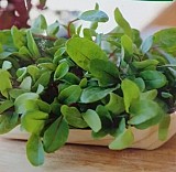 Beetroot BABY MANGOLD DESTINY