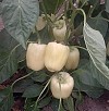 Σπόροι Πιπεριάς Blancina Blocky Creamy