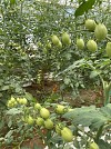 Σπόροι Τομάτας Mojitos F1 1000 σπόροι