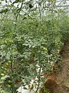 Σπόροι Τομάτας Mojitos F1 1000 σπόροι