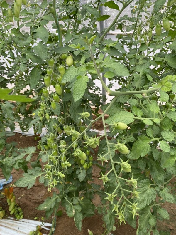 Σπόροι Τομάτας Mojitos F1 1000 σπόροι
