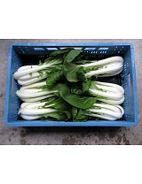 Σπόροι Pak Choi Joi Choi F1