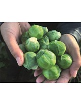 Σπόροι Λαχανάκι Βρυξελλών Silvia F1 2500 seeds