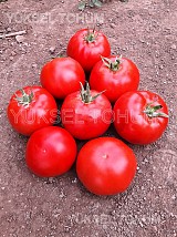 Σπόροι Τομάτας Ekin Beef