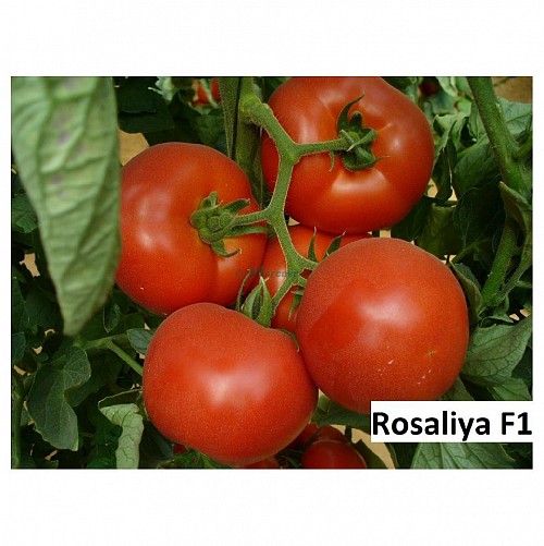 ΕΠΙΤΡΑΠΕΖΙΑ - Σπόροι Τομάτας Rosaliya F1 1000 σπόροι - 1000 σπόροι