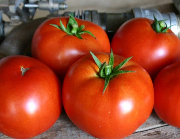Σπόροι Τομάτας Red Bounty Beef