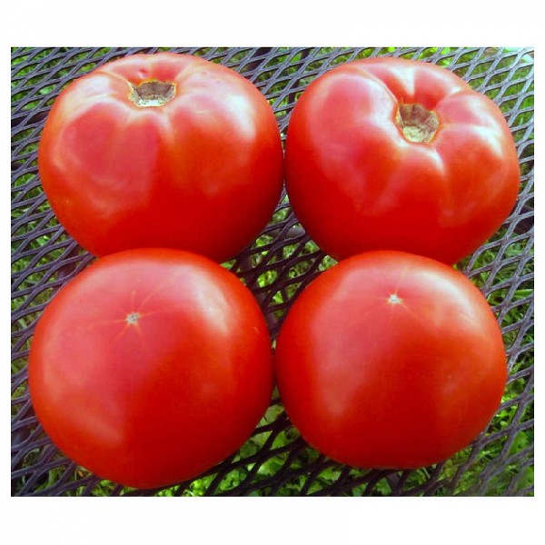 Σπόροι Τομάτας Red morning Beef