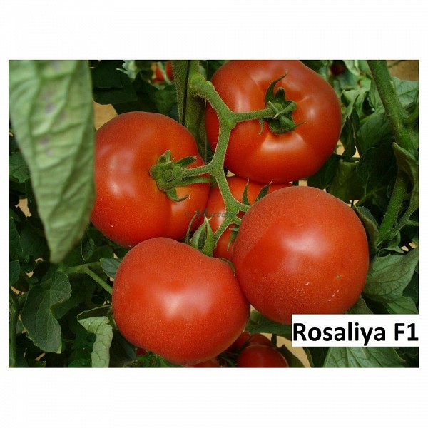 Σπόροι Τομάτας Rosaliya F1 1000 σπόροι