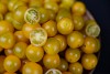 Σπόροι Τομάτας Summer Sun F1 Cherry