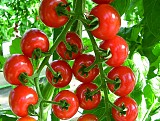 Σπόροι Τομάτας Suncherry smile (TSX-101) F1 Cherry