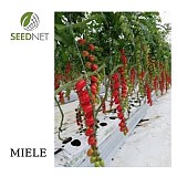 Σπόροι τομάτας Miele F1 1000 σπόροι