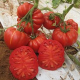 Σπόροι Τομάτας Ricciolo 1000 σπόροι