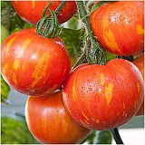 Σπόροι Τομάτας Sun Zebra Red F1 Cherry