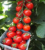 Σπόροι Τομάτας Suncherry Pure (TSX-103) F1 Cherry