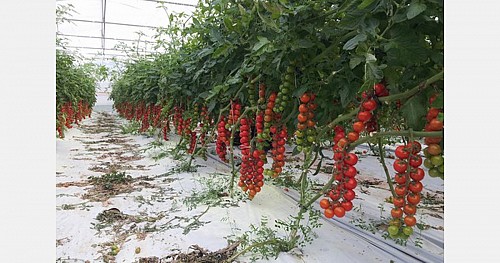 ΤΥΠΟΥ CHERRY - Σπόροι Τομάτας Bellatrix F1 Cherry - 1000 σπόροι
