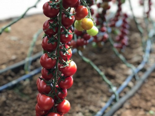 ΤΥΠΟΥ CHERRY - Σπόροι Τομάτας Genio F1 Cherry - 1000 σπόροι