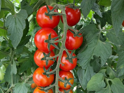 ΤΥΠΟΥ CHERRY - Σπόροι Τομάτας Shiren F1 Cherry - 500 σπόροι