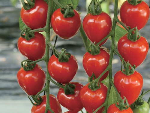 ΤΥΠΟΥ CHERRY - Σπόροι Τομάτας Cupid F1 Cherry - 1000 σπόροι