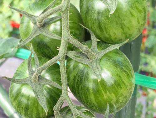 ΤΥΠΟΥ CHERRY - Σπόροι Τομάτας Sun Zebra Green F1 Cherry - 1000 σπόροι