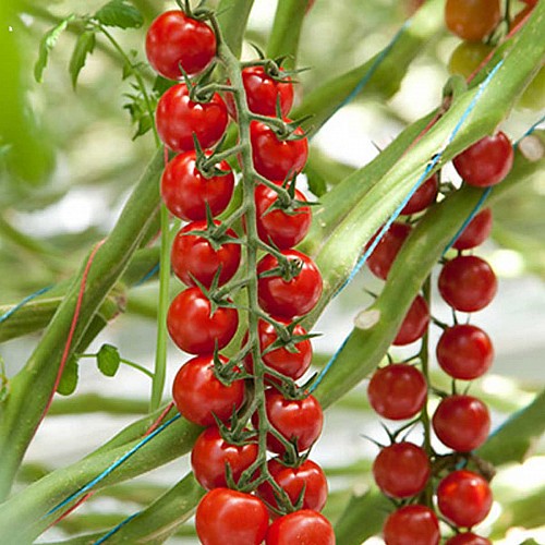 ΤΥΠΟΥ CHERRY - Σπόροι Τομάτας Belido Cherry - 500 σπόροι