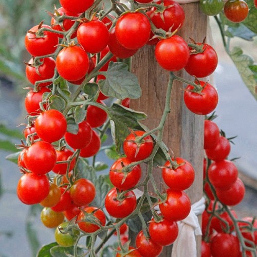 ΤΥΠΟΥ CHERRY - Σπόροι Τομάτας Crokini F1 Cherry - 1000 σπόροι