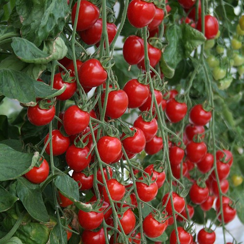 ΤΥΠΟΥ CHERRY - Σπόροι Τομάτας Gardenberry Cherry - 1000 σπόροι