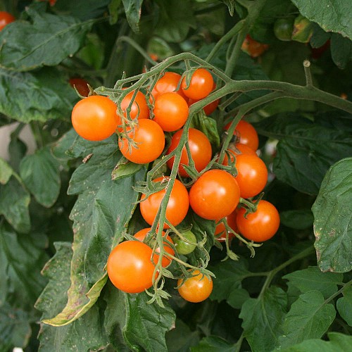 ΤΥΠΟΥ CHERRY - Σπόροι Τομάτας Goldencherry F1 Cherry - 1000 σπόροι