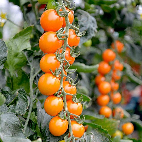 ΤΥΠΟΥ CHERRY - Σπόροι Τομάτας Honey Dew F1 Cherry - 1000 σπόροι