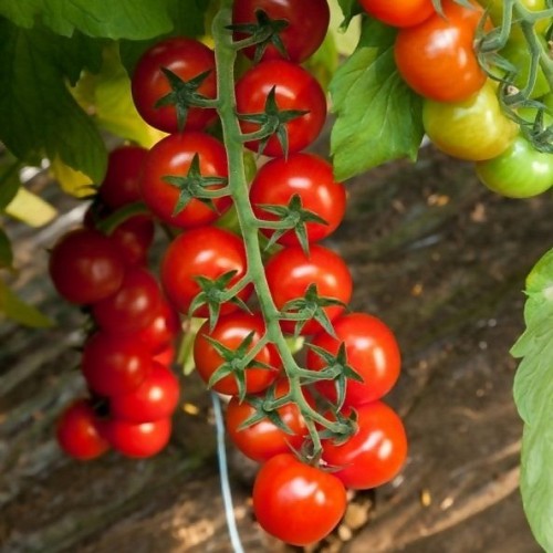 ΤΥΠΟΥ CHERRY - Σπόροι Τομάτας Porpora Cherry - 500 σπόροι