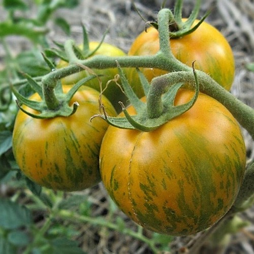 ΤΥΠΟΥ CHERRY - Σπόροι Τομάτας Sun Zebra Yellow F1 Cherry - 1000 σπόροι