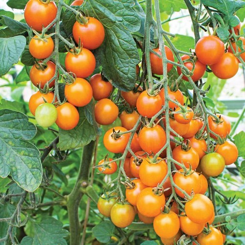 ΤΥΠΟΥ CHERRY - Σπόροι Τομάτας Sungold Cherry - 100 σπόροι