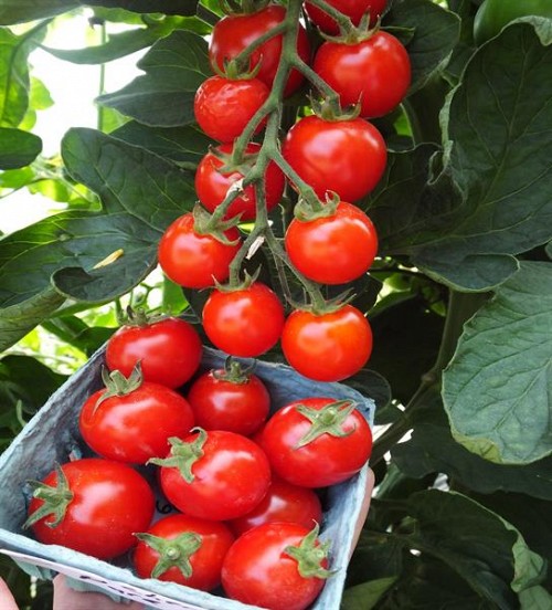ΤΥΠΟΥ CHERRY - Σπόροι Τομάτας Suncherry Pure (TSX-103) F1 Cherry - 500 σπόροι