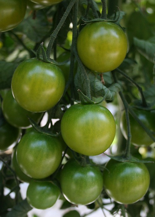 ΤΥΠΟΥ CHERRY - Σπόροι Τομάτας Sungreen F1 Cherry - 100 σπόροι