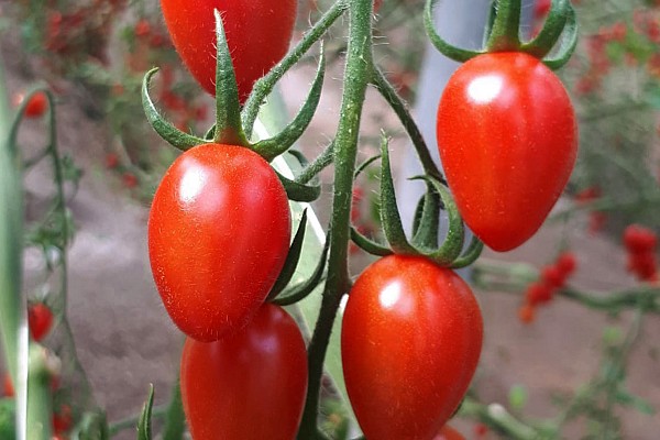 Σπόροι Τομάτας Solemio Cherry