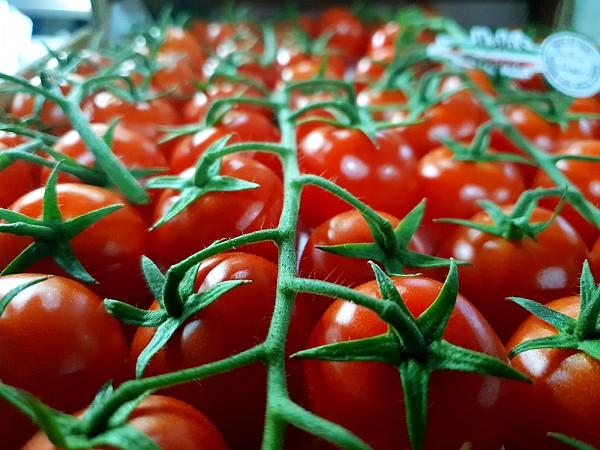 Σπόροι Τομάτας Creativo Cherry
