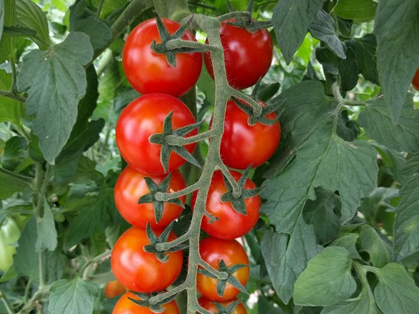Σπόροι Τομάτας Justyna F1 Cherry