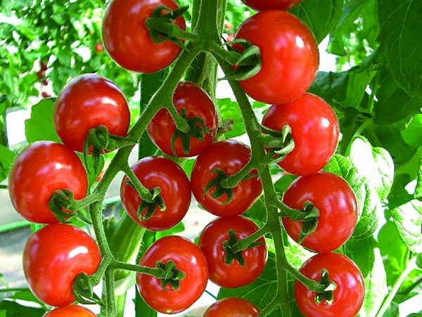 Σπόροι Τομάτας Suncherry Smile (TSX-101) 1000 σπόροι