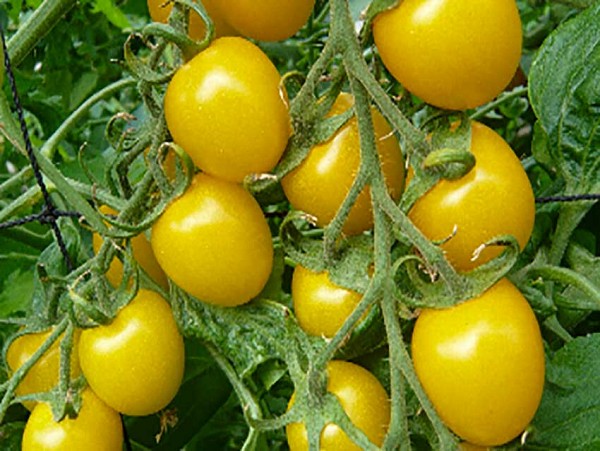 Σπόροι Τομάτας Sunlemon F1 Cherry