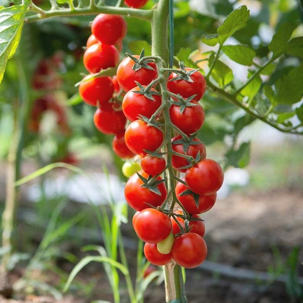 Σπόροι Τομάτας Cherye Cherry