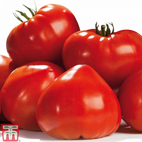 Σπόροι Τομάτας Gourmandia 250 σπόροι