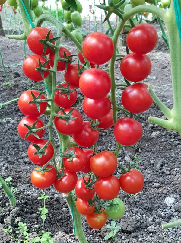Σπόροι Τομάτας Prolina Cherry