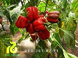 Σπόροι Πιπεριάς Red Jet 100 σπόροι
