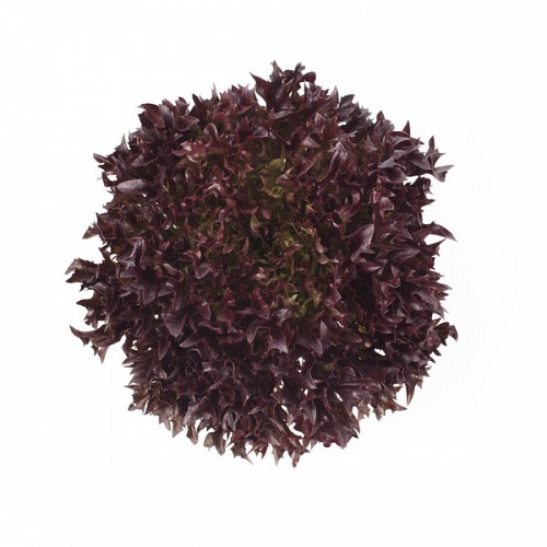SALANOVA-MULTILEAF TYPE - Σπόροι Μαρουλιού Triplex Salanova-Multileaf Κόκκινο (P) - 5000 σπόροι