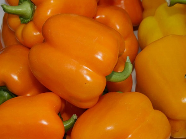 Σπόροι Πιπεριάς Milena 500 σπόροι