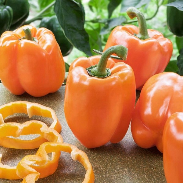 Σπόροι Πιπεριάς Clementine F1 1000 σπόροι