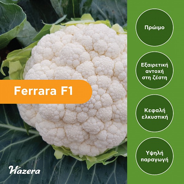 Σπόροι Κουνουπιδιού Ferrara F1 Standard