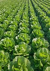 Σπόροι Μαρουλιού Olgada (P) Romana
